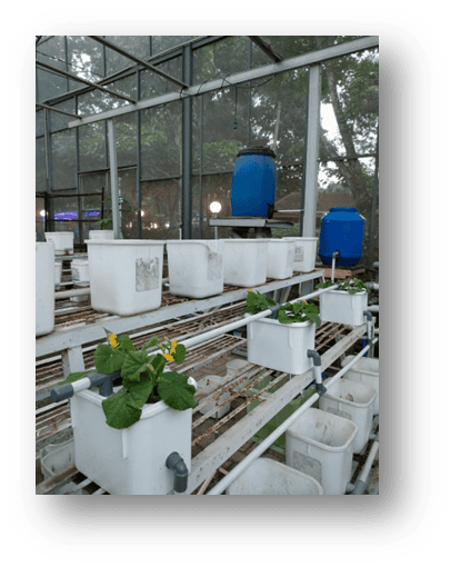 Melon Hydroponic System
